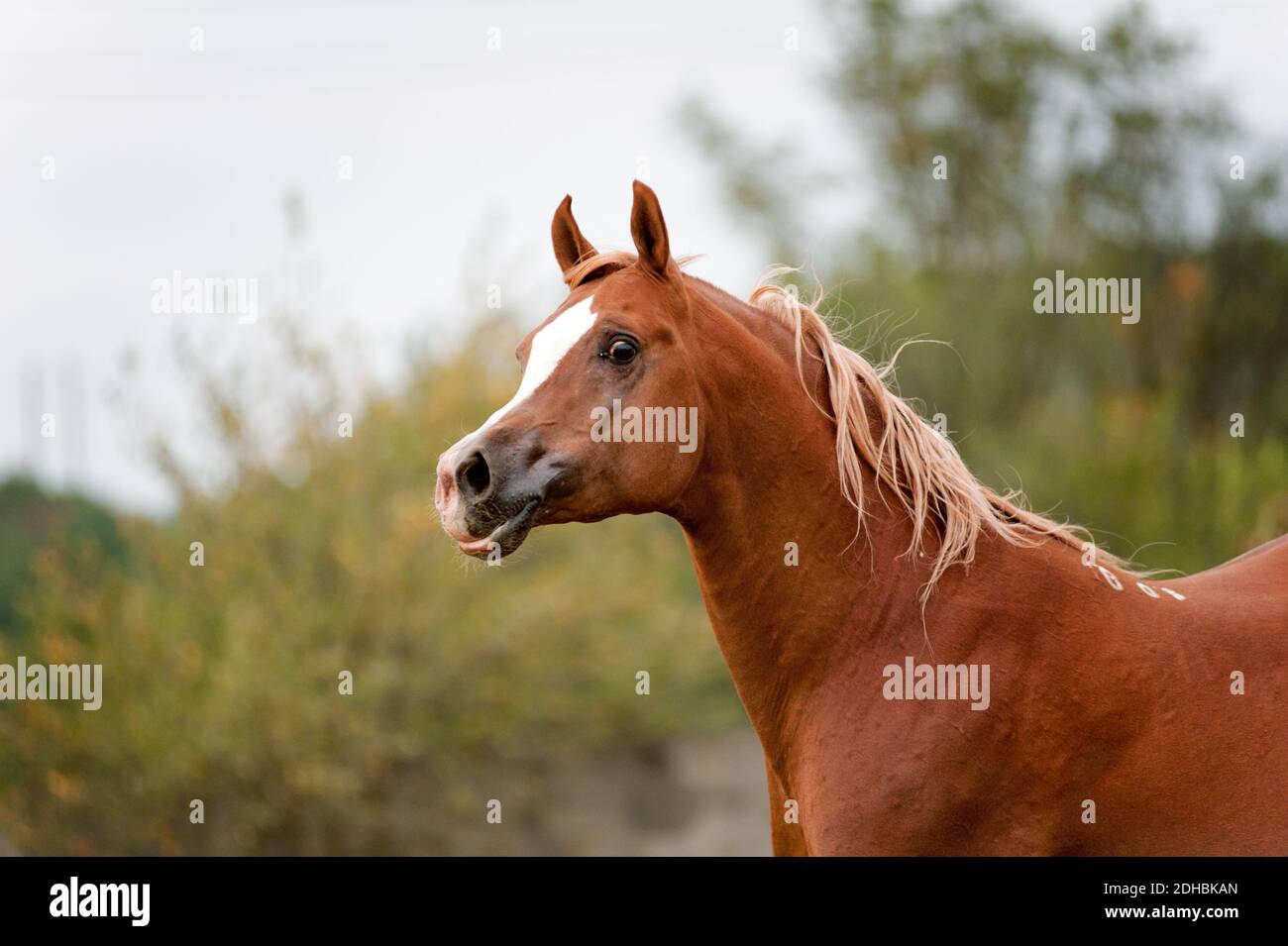 Arabian stallion Banque D'Images