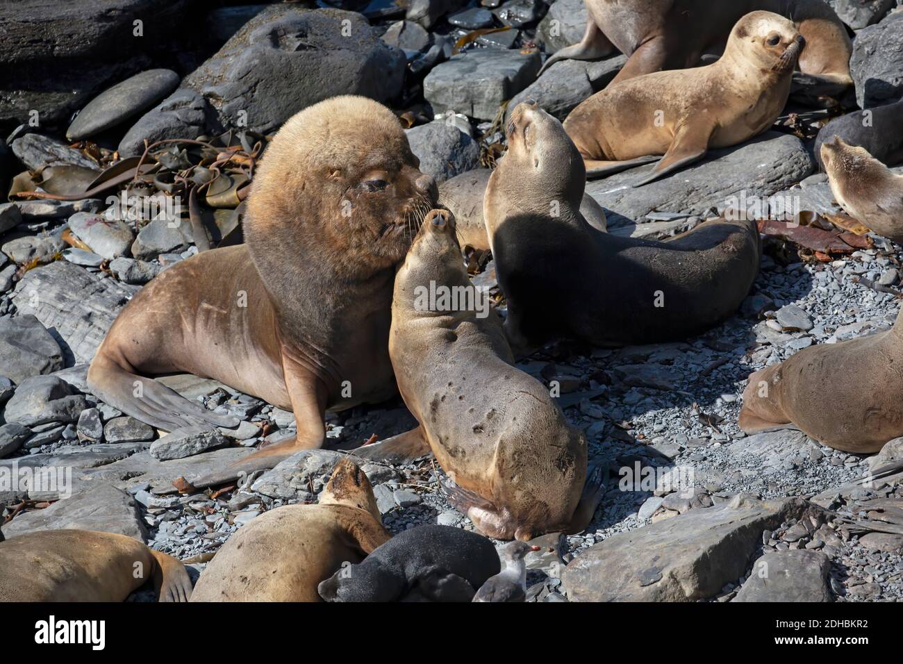 Groupe de la famille des lions de mer du sud, île Sea Lion, Falkland, janvier 2018 Banque D'Images