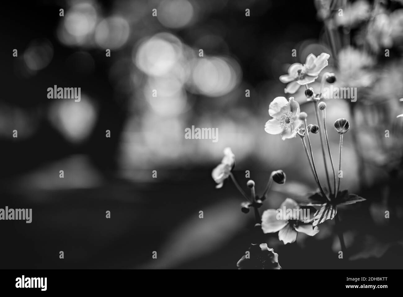 Fleur noire et blanche dans le champ forestier avec prairie sur fond de bokeh flou. Nature spectaculaire, processus couleur monochrome. Nature artistique en gros plan Banque D'Images