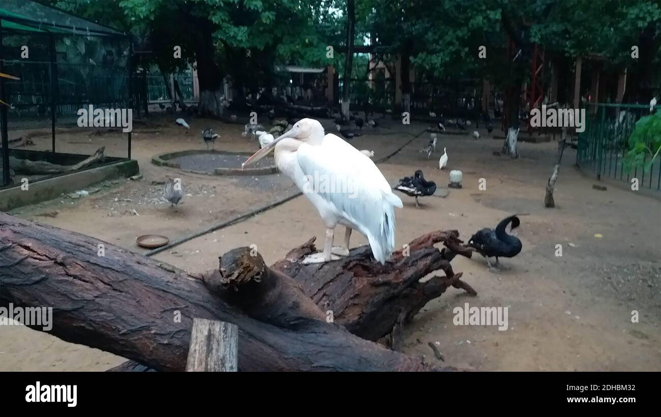 Vue sur le lac Pelican Banque D'Images