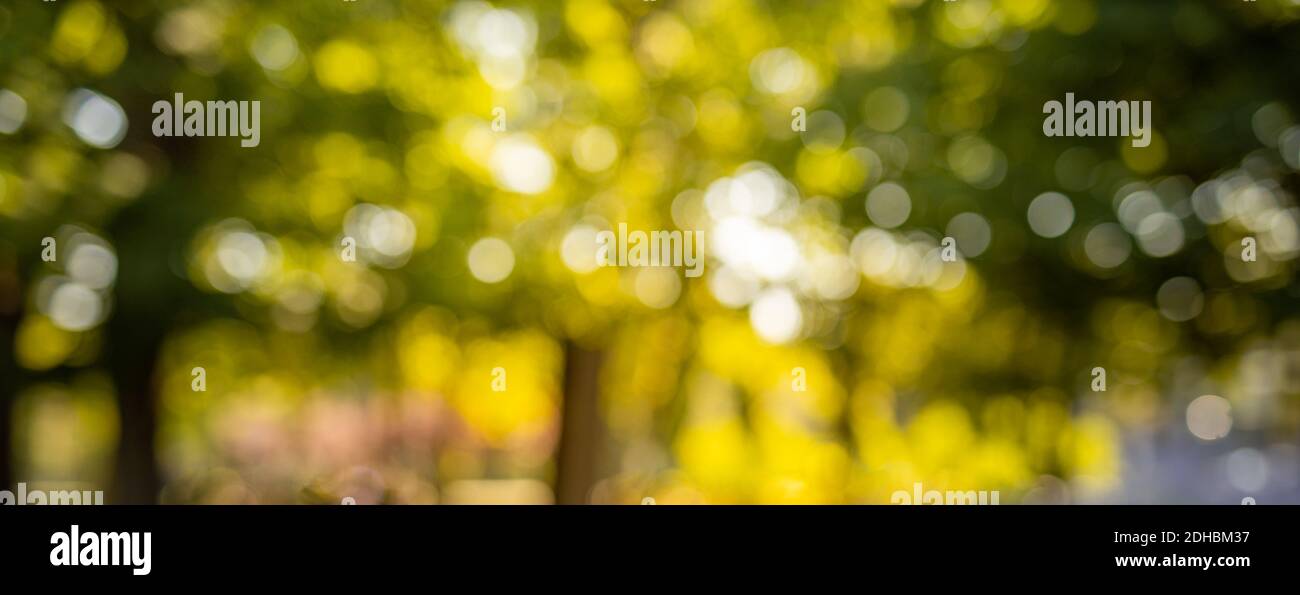 Bokeh naturel automnal avec soleil pour l'arrière-plan ou la toile de fond. Photo floue de la bannière forestière automnale pour l'arrière-plan. Nature artistique de chute Banque D'Images