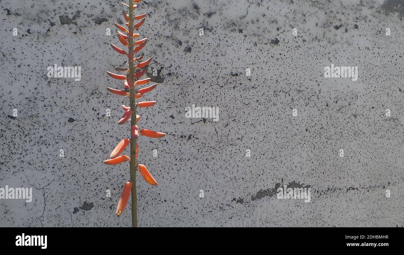 Décembre incroyable collection de photos Banque D'Images