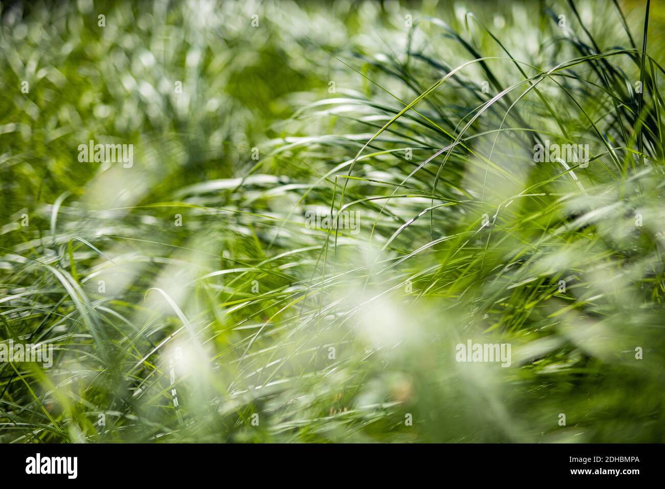 Prairie artistique en herbe verte. Écologie verte nature Banque D'Images