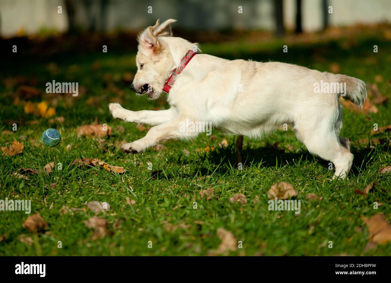 retriever chiot jouant avec le ballon Banque D'Images