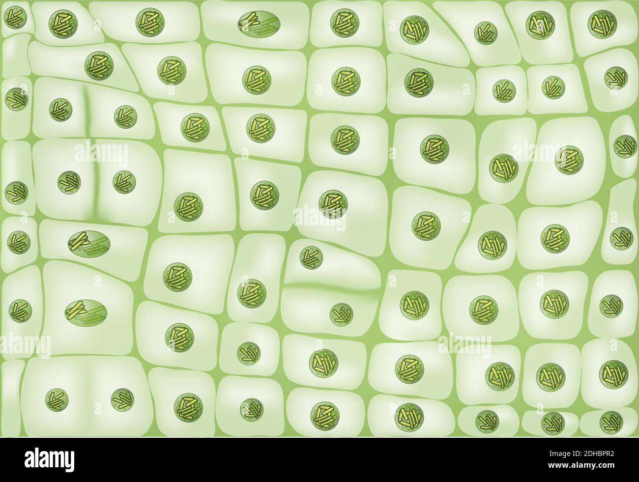 Arrière-plan de la division cellulaire Illustration de Vecteur