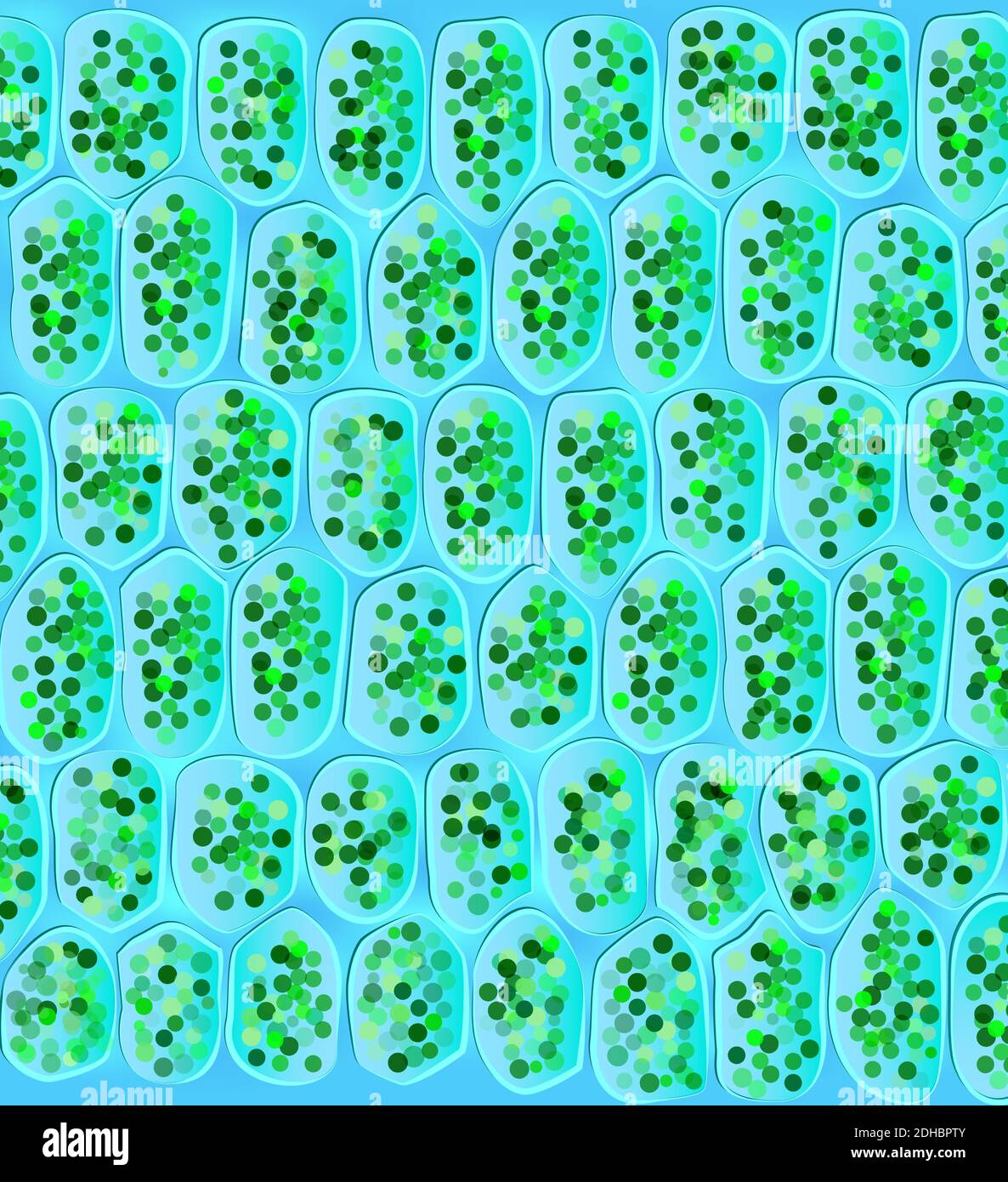 Les chloroplastes sont des organites trouvés dans les cellules végétales et d'autres organismes eucaryotes qui conduisent la photosynthèse. Illustration de Vecteur