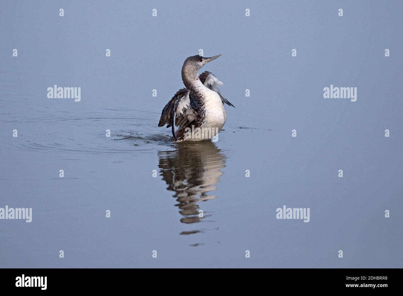 Jiujitsu (Gavia stellata) Banque D'Images