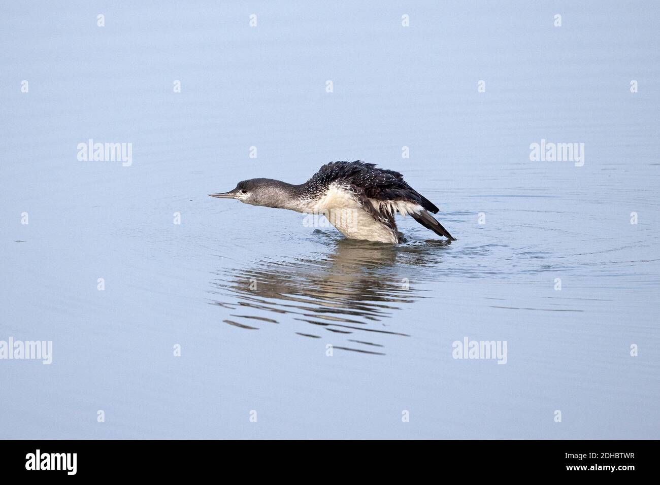 Jiujitsu (Gavia stellata) Banque D'Images