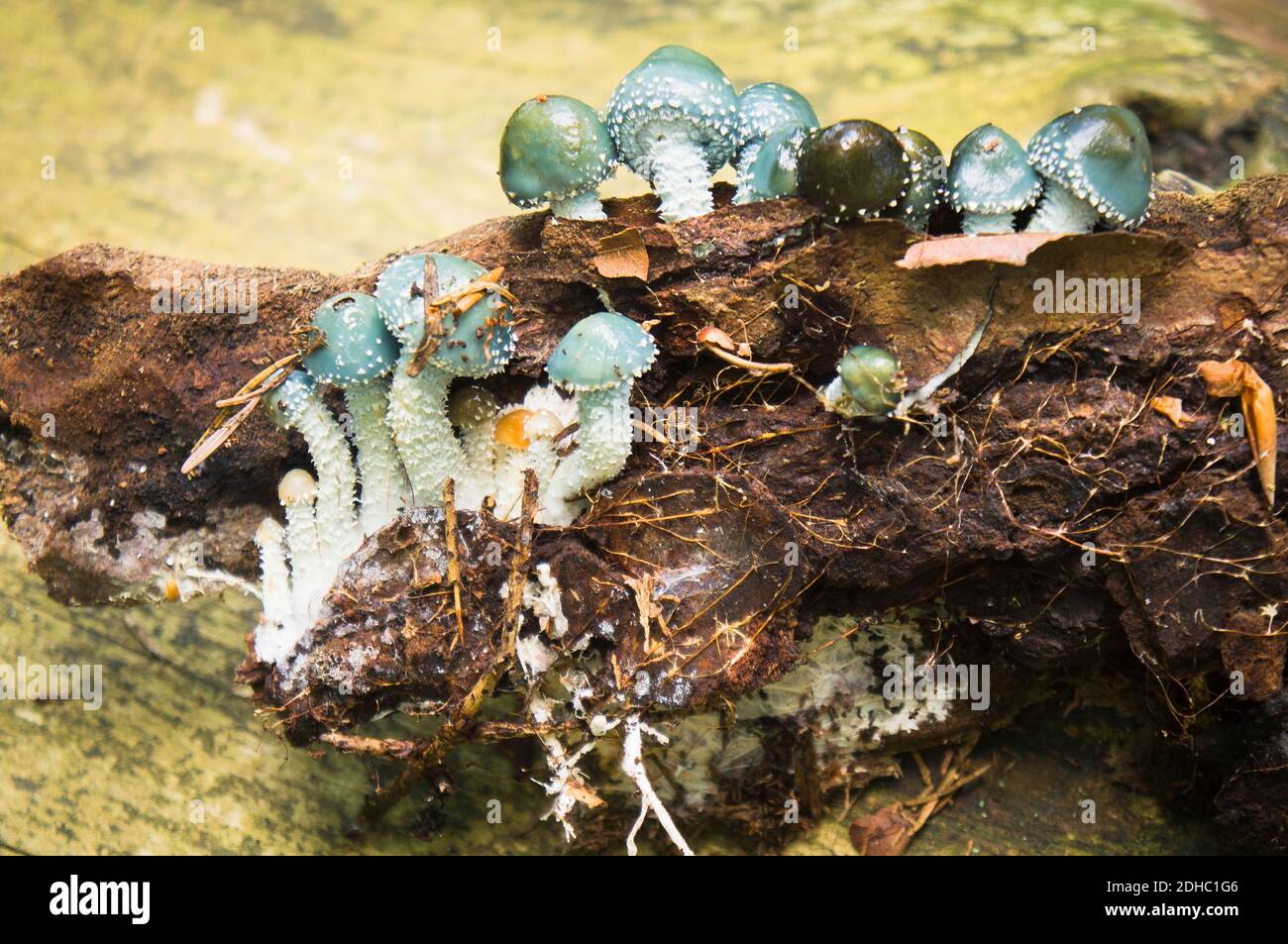 Montagnes de Novohradske, Stropharia aeruginosa dans la forêt par la route de Kuni hora, près du village Hojna Voda, montagnes de Novohradske, Ceske Budejovice REGI Banque D'Images