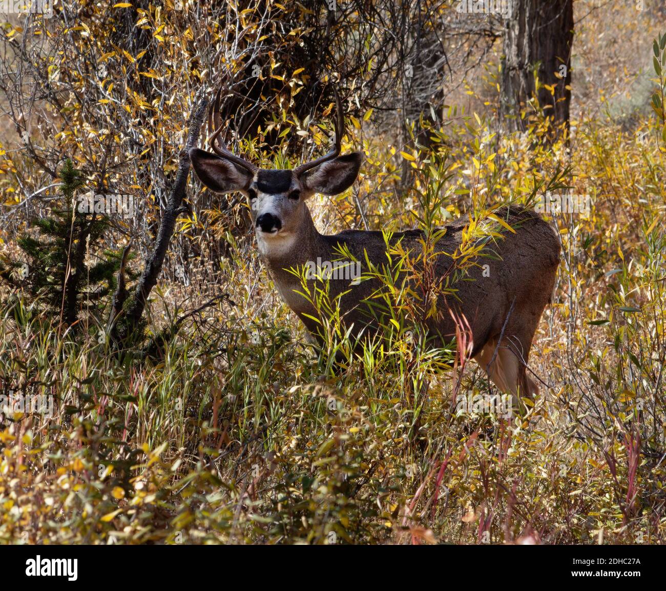 Presque totalement caché, ce cerf mâle attend patiemment dans les saules près de la rivière. Son rack est époustouflant. Banque D'Images