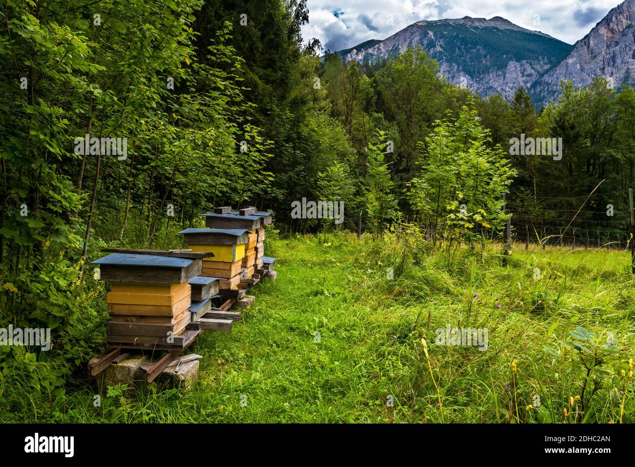 Les abeilles bourrées volent dans la ruche des abeilles dans le paysage de montagne Avec forêt Banque D'Images