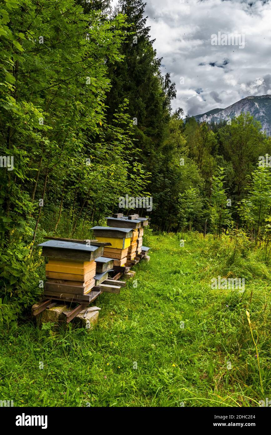 Les abeilles bourrées volent dans la ruche des abeilles dans le paysage de montagne Avec forêt Banque D'Images