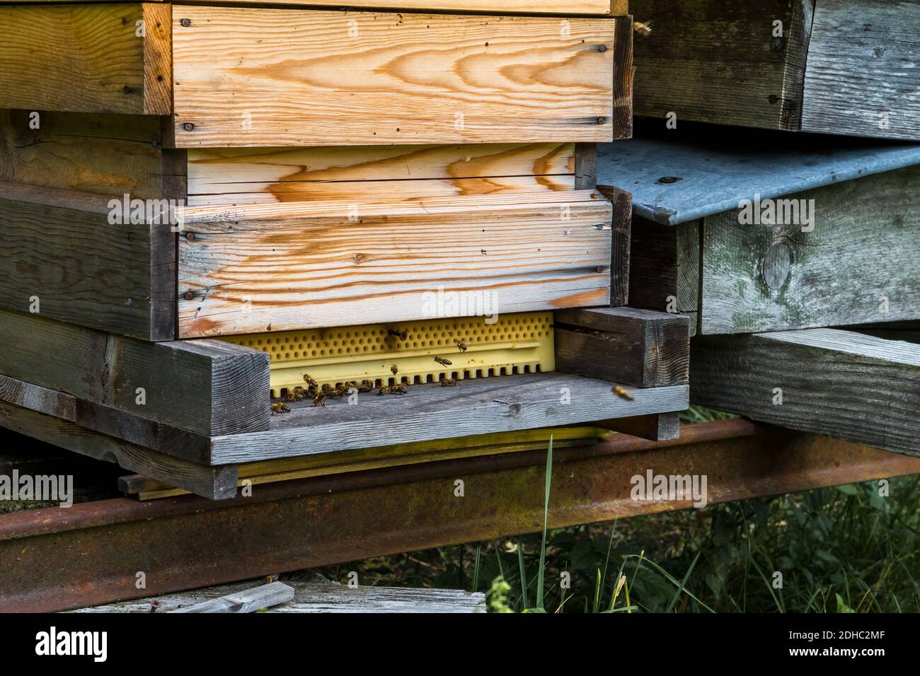 Les abeilles domestiques surchargées Fly dans les ruches d'abeille en bois sur Meadow Sous Green Forest Banque D'Images