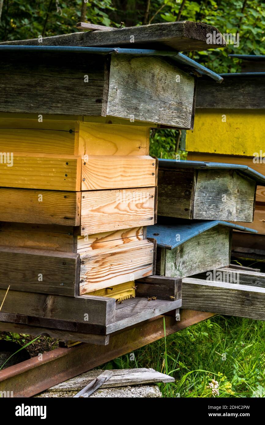 Les abeilles domestiques surchargées Fly dans les ruches d'abeille en bois sur Meadow Sous Green Forest Banque D'Images