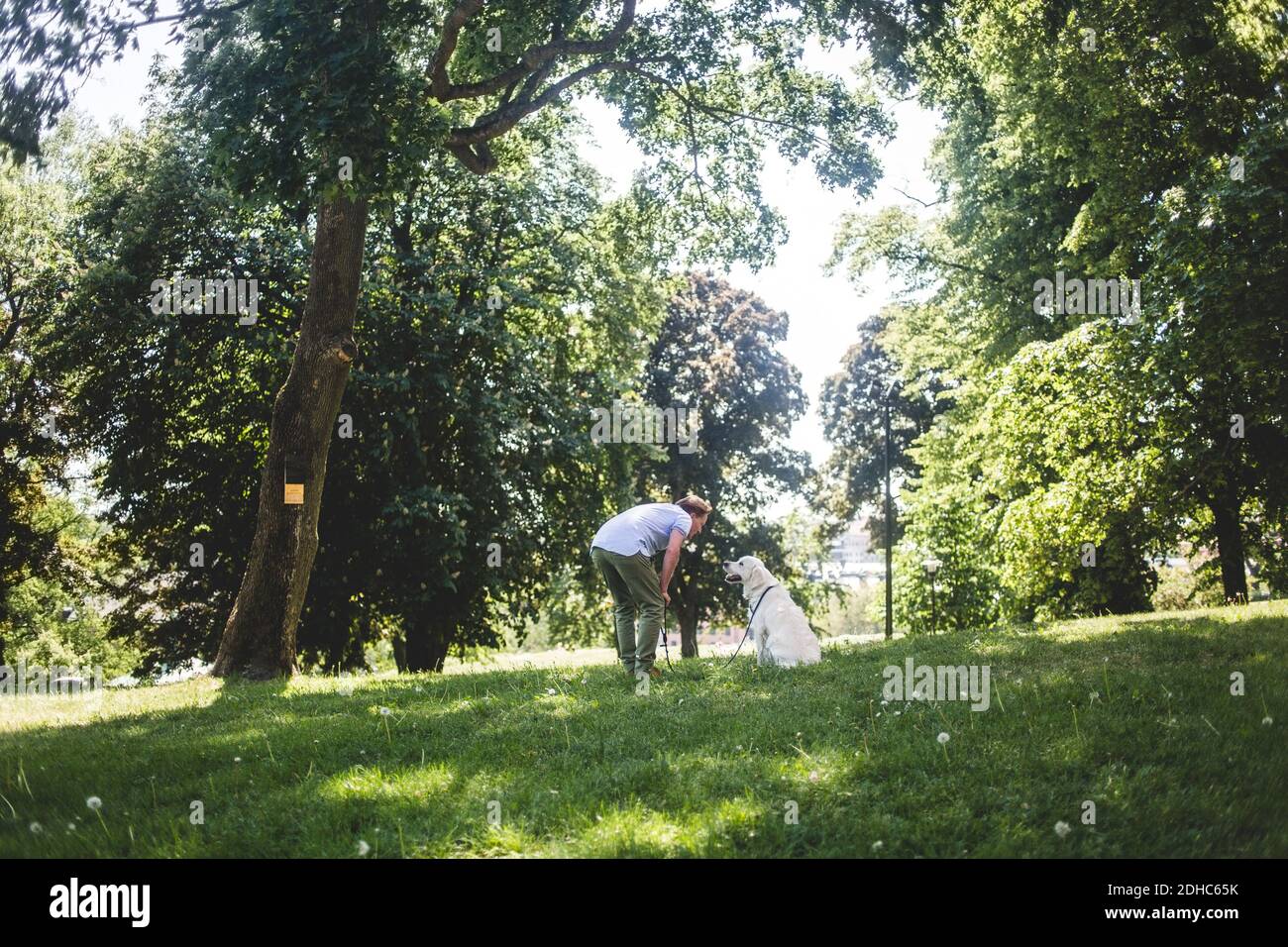 Pleine longueur d'homme parlant à chien sur le terrain herbacé contre les arbres au parc Banque D'Images