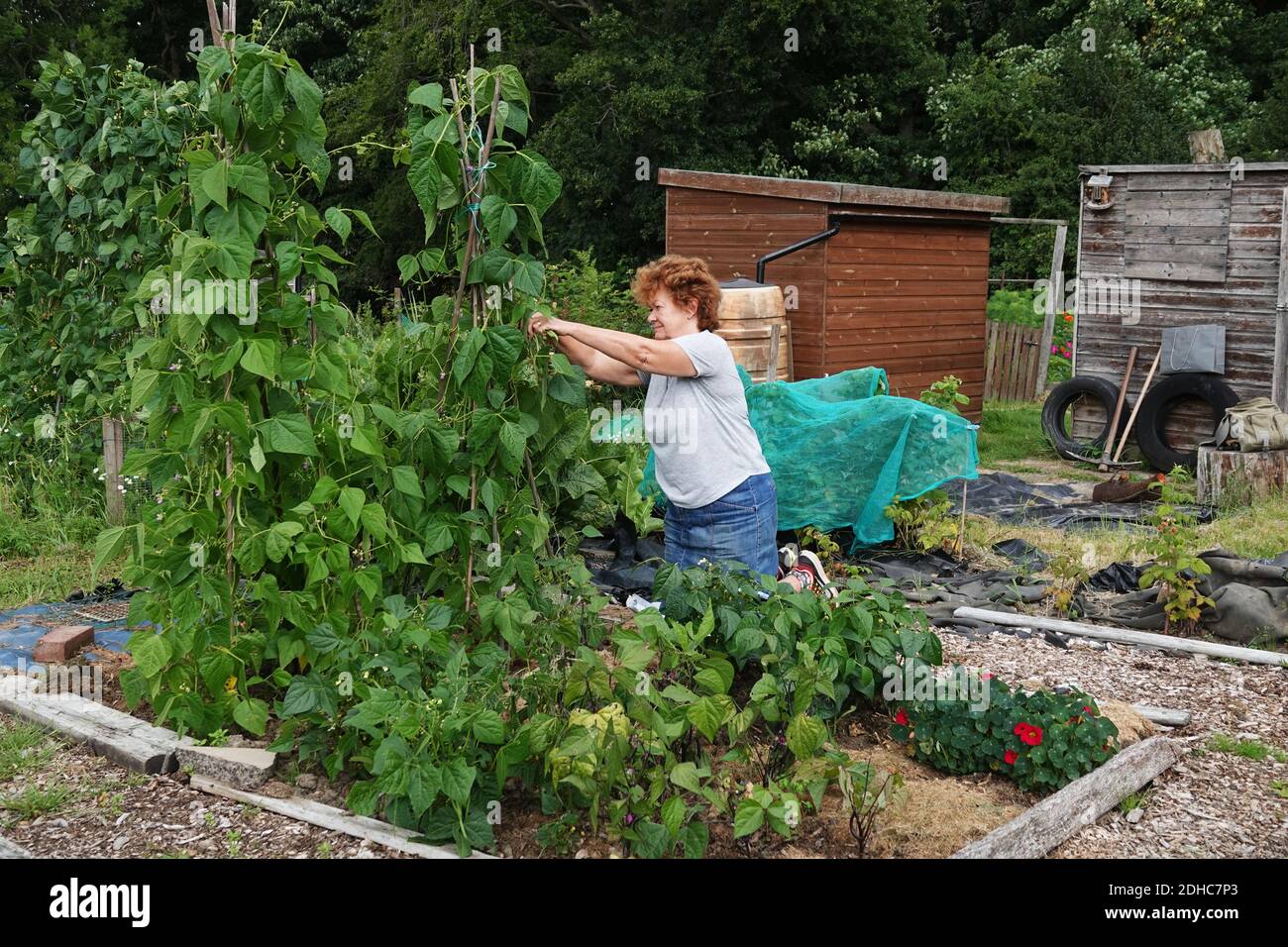 Une femme travaillant sur une allotement qui tend une parcelle de légumes Banque D'Images