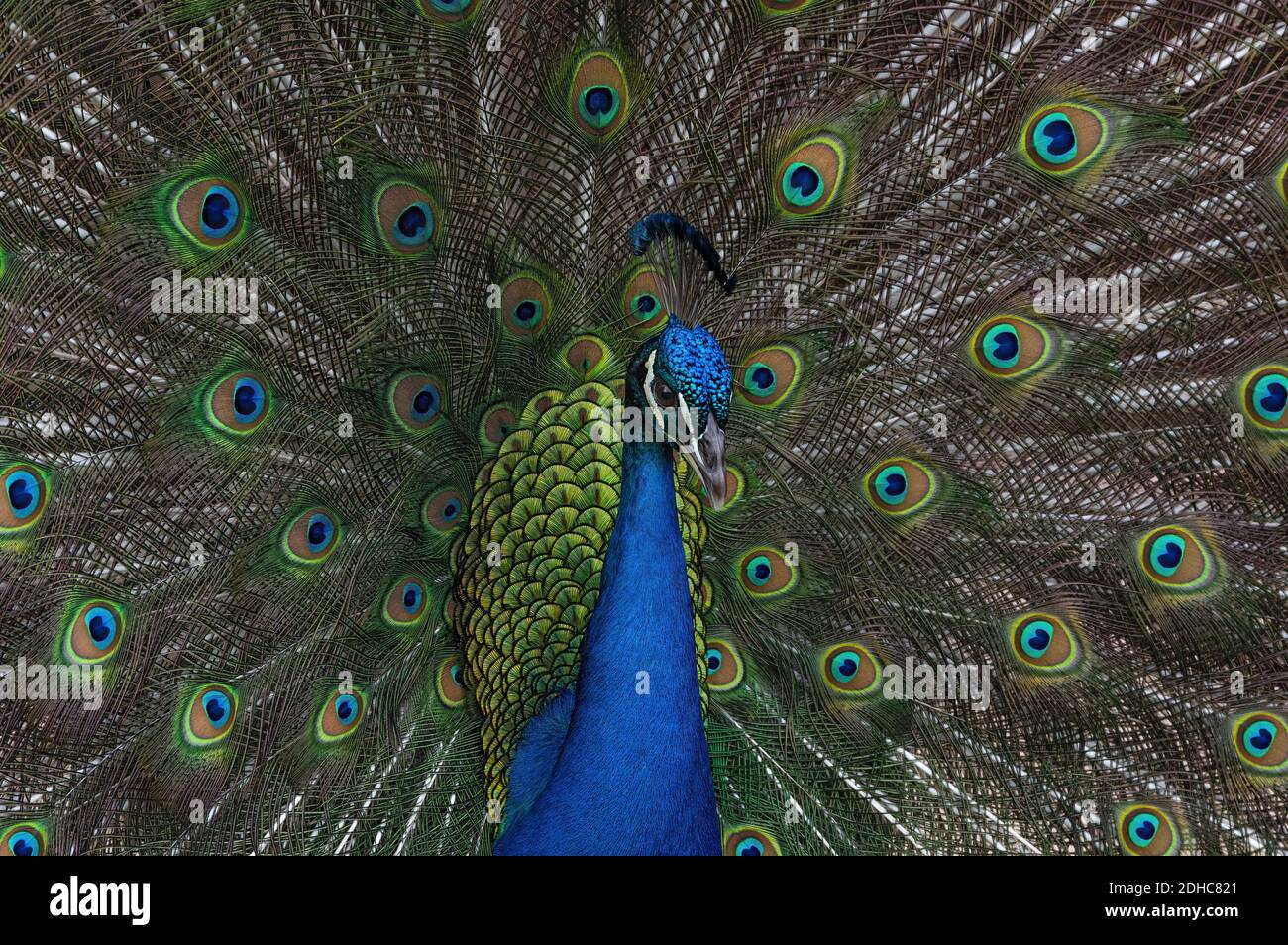 Beau paon indien, Pavo cristatus, qui étale ses plumes de queue pendant leur saison d'accouplement. Banque D'Images
