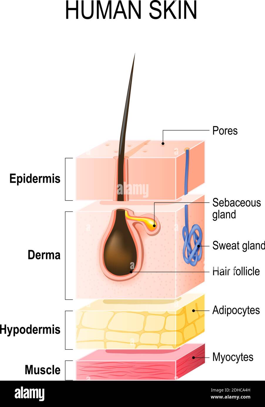 Couches de peau humaine saine avec follicule pileux, sueur et glandes sébacées. Épiderme, derme, hypoderme et tissu musculaire. Illustration vectorielle Illustration de Vecteur