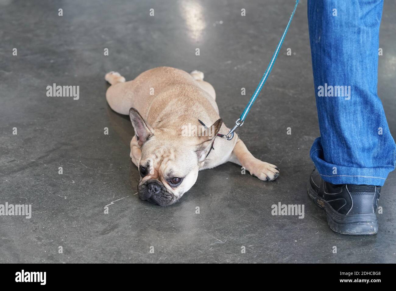 Petit Bulldog français sur la laisse, allongé sur un sol en pierre, les jambes se sont répandues, regardant fatigué et drôle, le propriétaire debout à côté, seulement sa jambe visible Banque D'Images