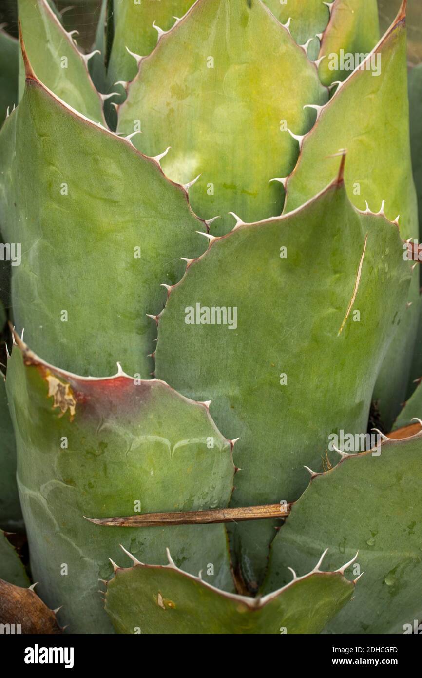 Gros plan sur la représentation naturelle de l'usine d'Agave Parrasana. Structures et modèles dans la nature Banque D'Images