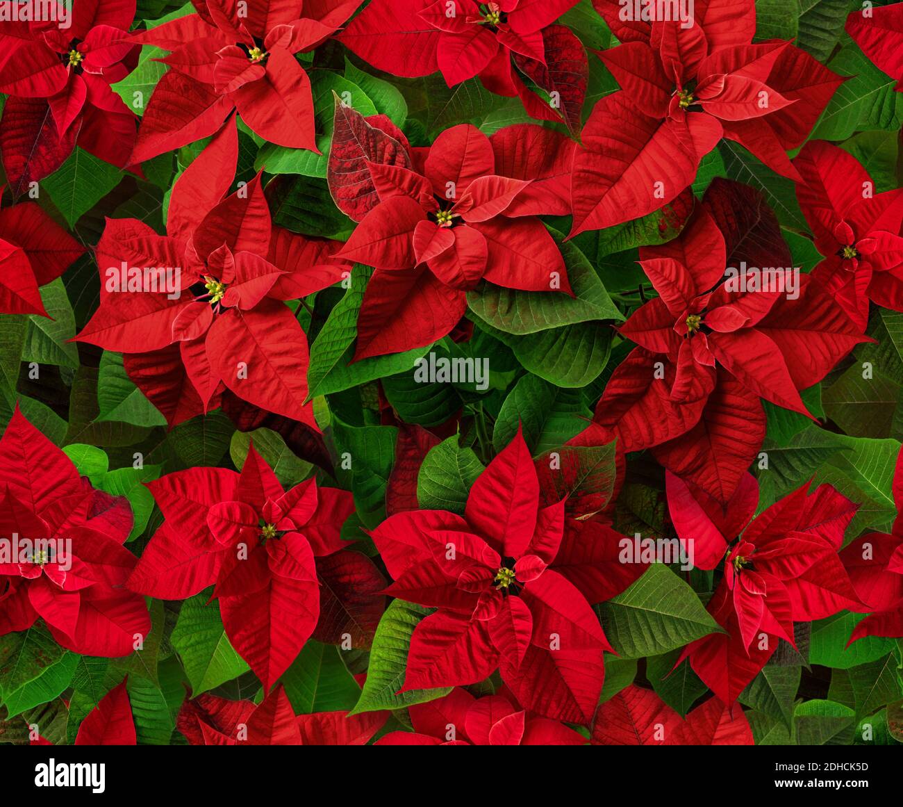 Motif de fleurs en poinsettia rouge sans couture. Flor de Pascua. Plantes de la veille de Noël. Banque D'Images