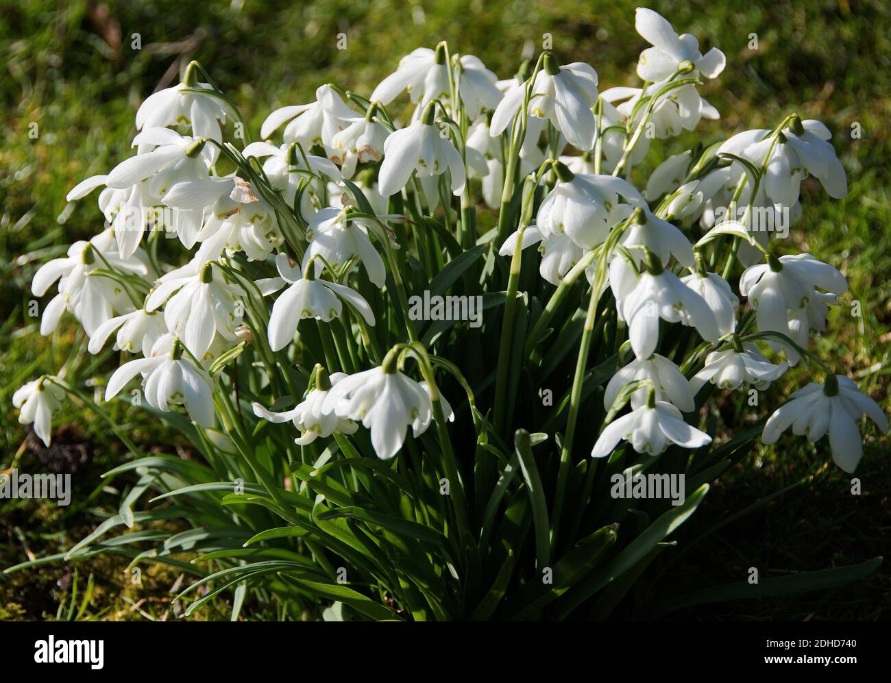 Galanthus 'Flore Pleno' Banque D'Images