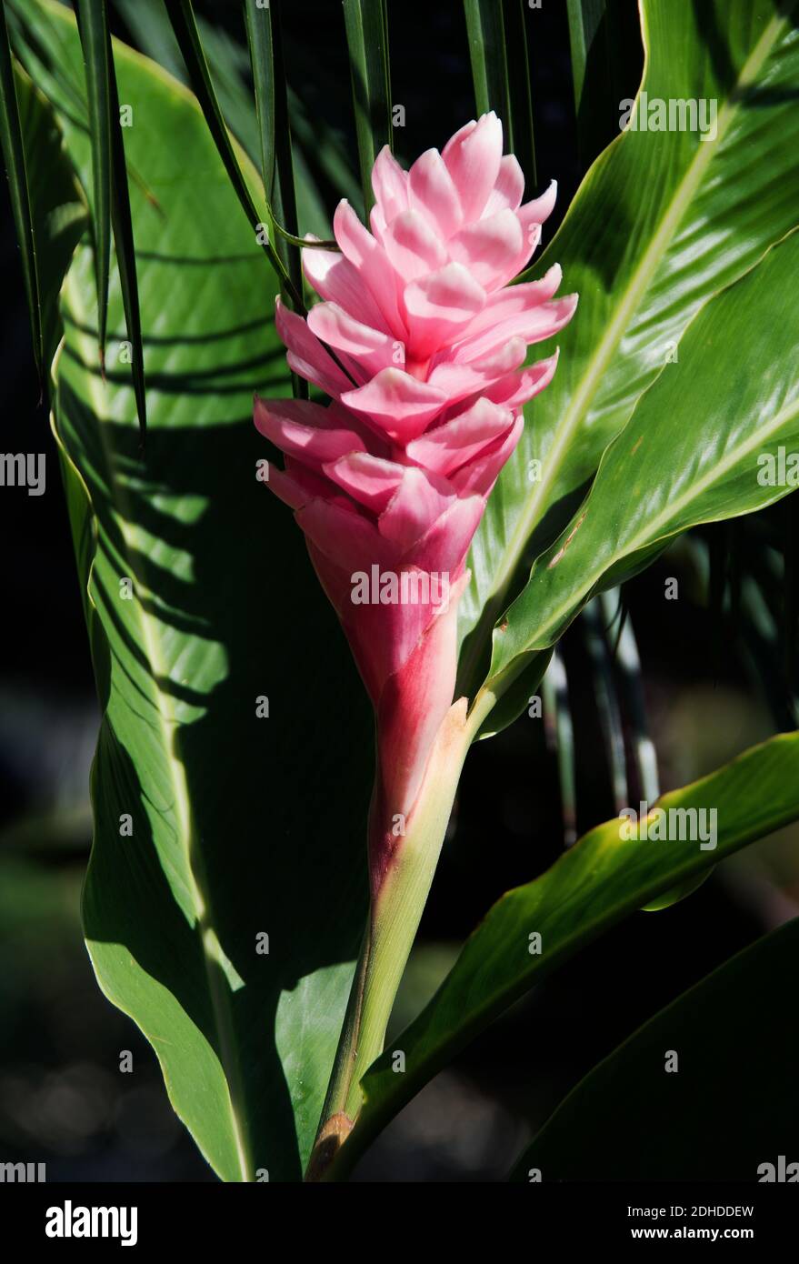 Alpinia purpurata Banque D'Images