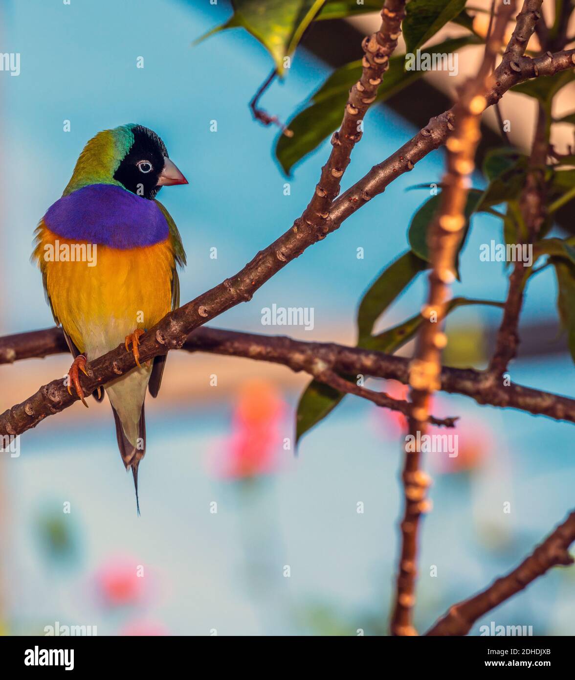 gouldian finch,Chloebia gouldiae,également connu sous le nom de Lady Gouldian finch, Gould's finch ou Rainbow finch, est un oiseau de passereau coloré qui est nati Banque D'Images