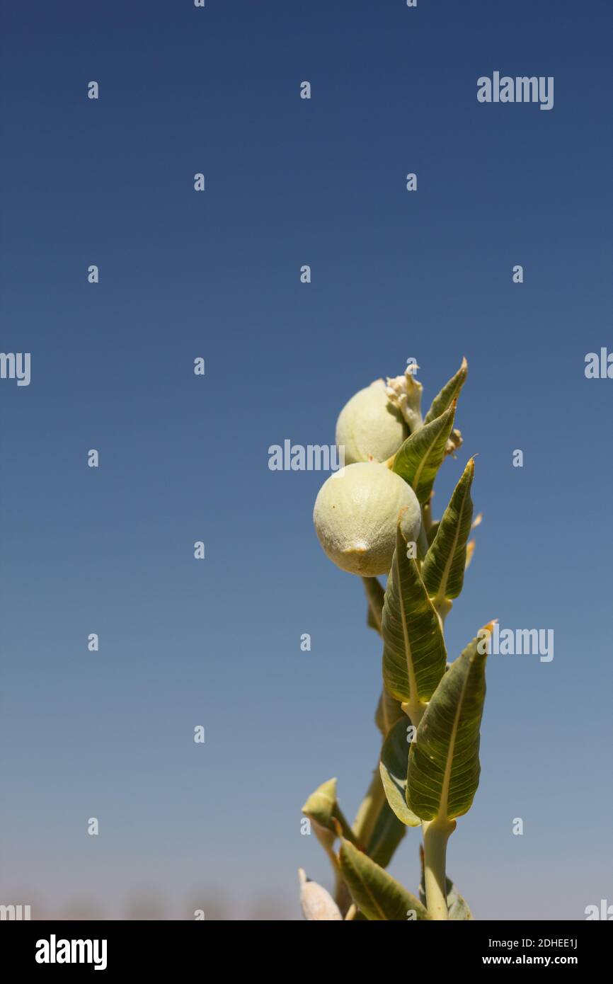 Fruit de follicule vert, Mlatweed du désert, Asclepias Erosa, Apocynaceae, indigène, herbacé vivace, Twentynine Palms, South Mojave Desert, été. Banque D'Images