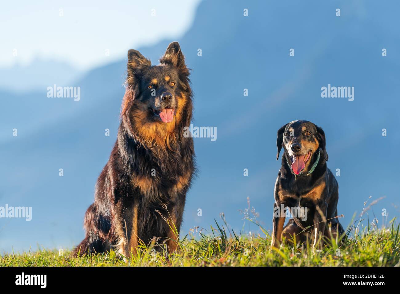 Une belle photo de deux chiens mignon Rottweiler et un Berger allemand dans le parc Banque D'Images