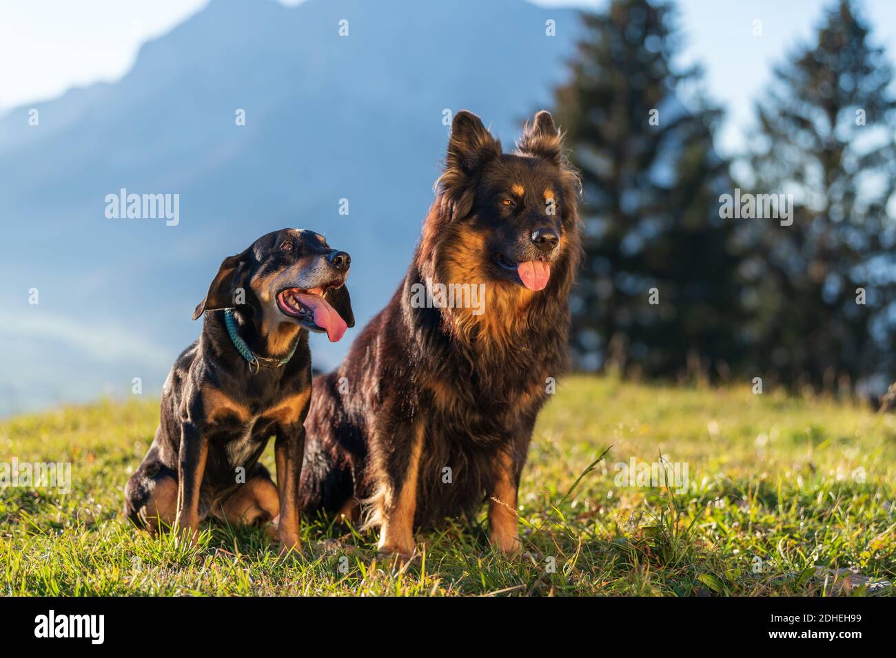 Une belle photo de deux chiens mignon Rottweiler et un Berger allemand dans le parc Banque D'Images