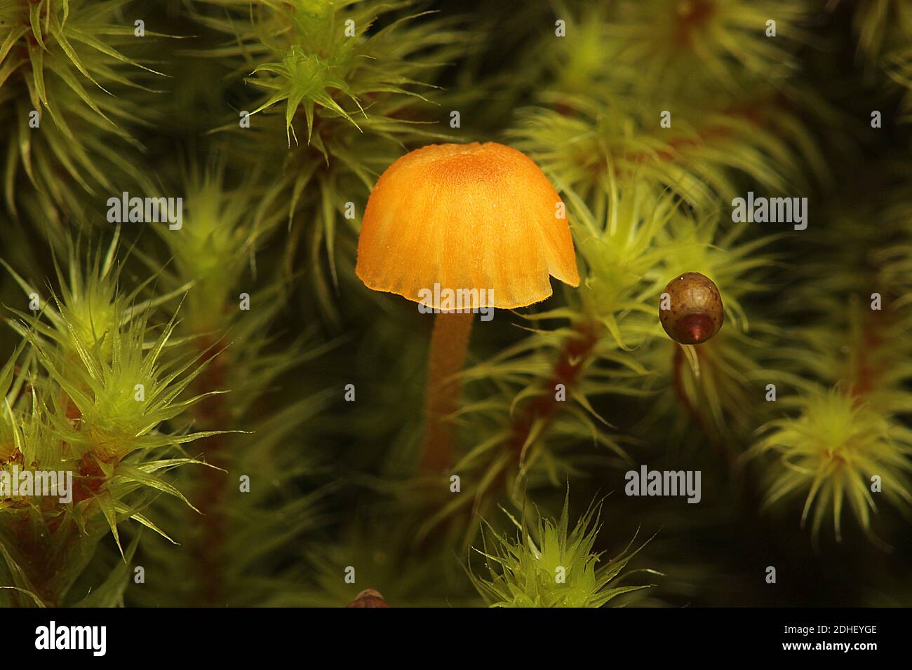 Champignon jaune (Rickenalla fibula) dans la plaque de mousse Banque D'Images