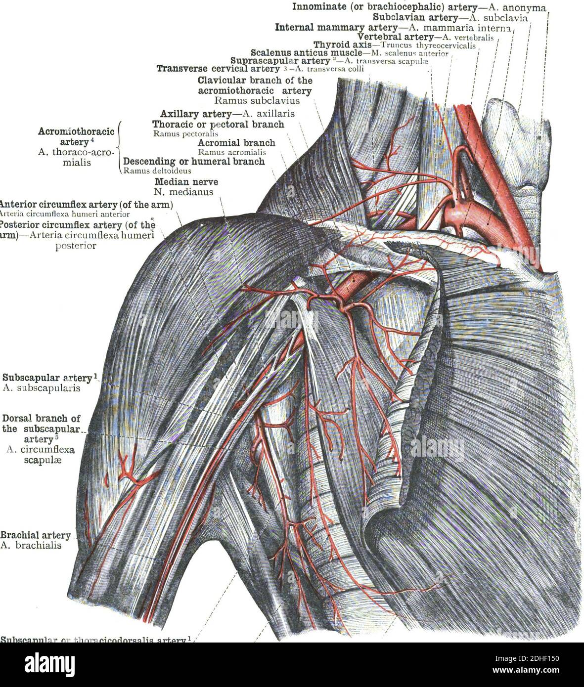 Anatomie de l'artère humérale postérieure périphérique Banque D'Images