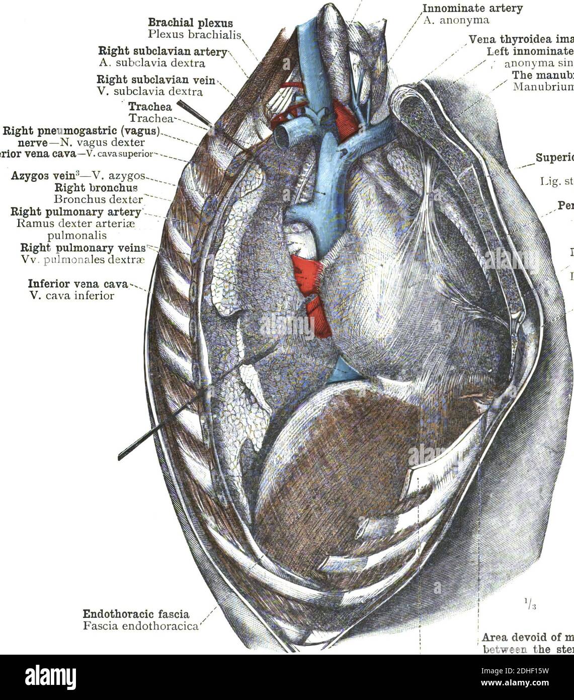 L'anatomie humaine du médiastin avec des informations détaillées sur un blanc arrière-plan Banque D'Images