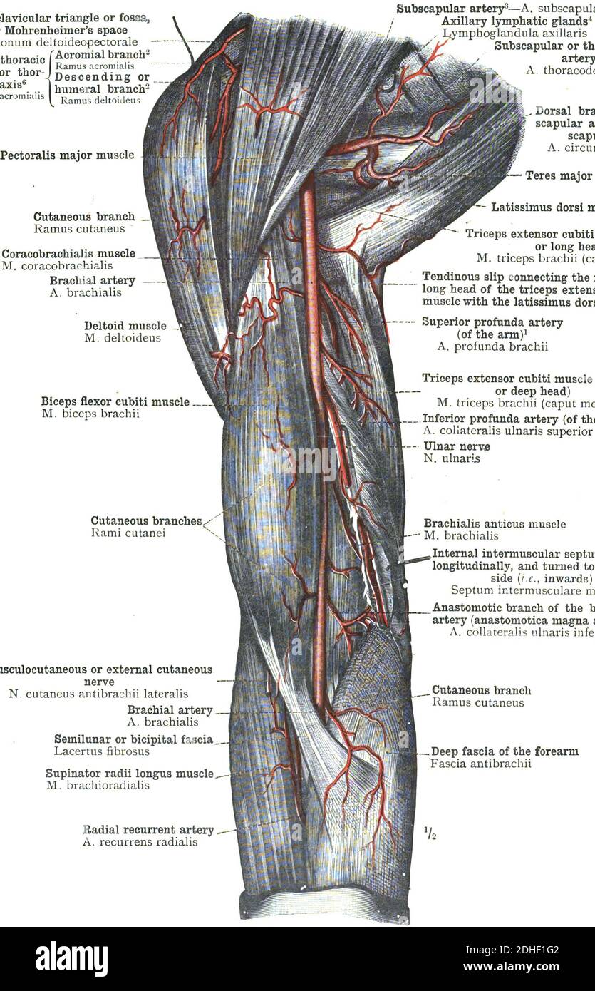 Anatomie de l'artère fémorale avec des informations détaillées sur un arrière-plan blanc Banque D'Images Anatomie de l'artère fémorale avec des informations détaillées sur un arrière-plan blanc Banque D'Images