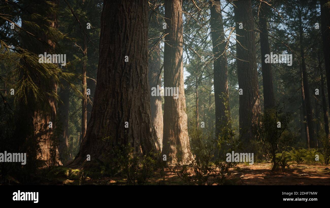 Coucher du soleil sur la forêt géante, Sequoia National Park, Californie Banque D'Images
