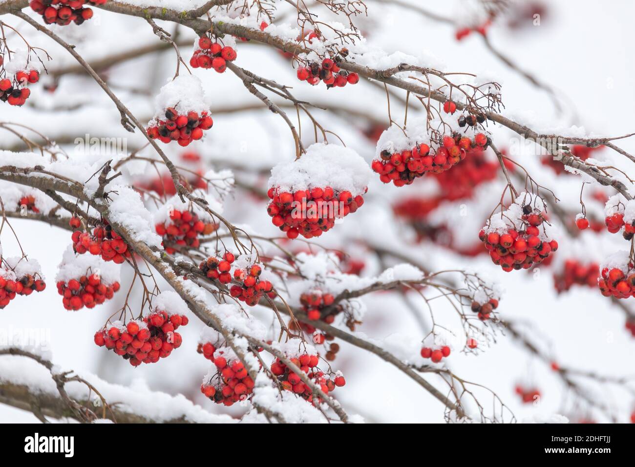 Baies rouges sur le rowan couvert de neige Banque D'Images