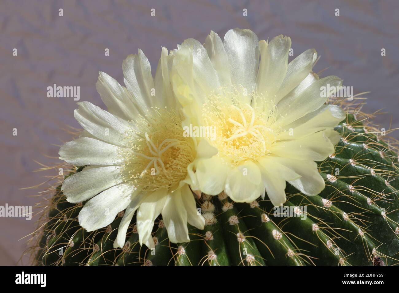 Les fleurs d'un Barrel Cactus sont si délicates en considérant qu'elles fleurissent d'une plante aussi dure. Du Sud-Ouest de l'Amérique et vit plus de 50 ans Banque D'Images
