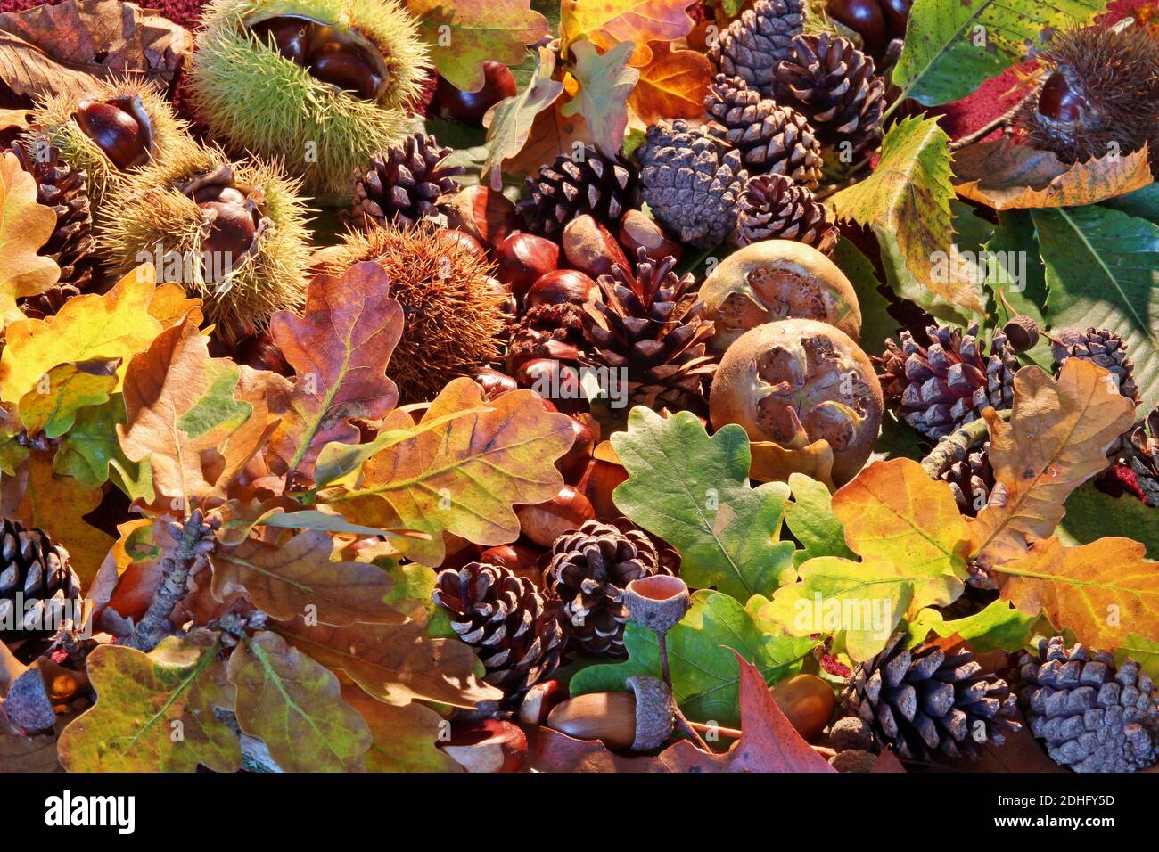 Couleur d'automne dans les bois. Une collection de fruits et de feuilles des arbres. Nourriture et couverture pour les créatures de la forêt. Banque D'Images