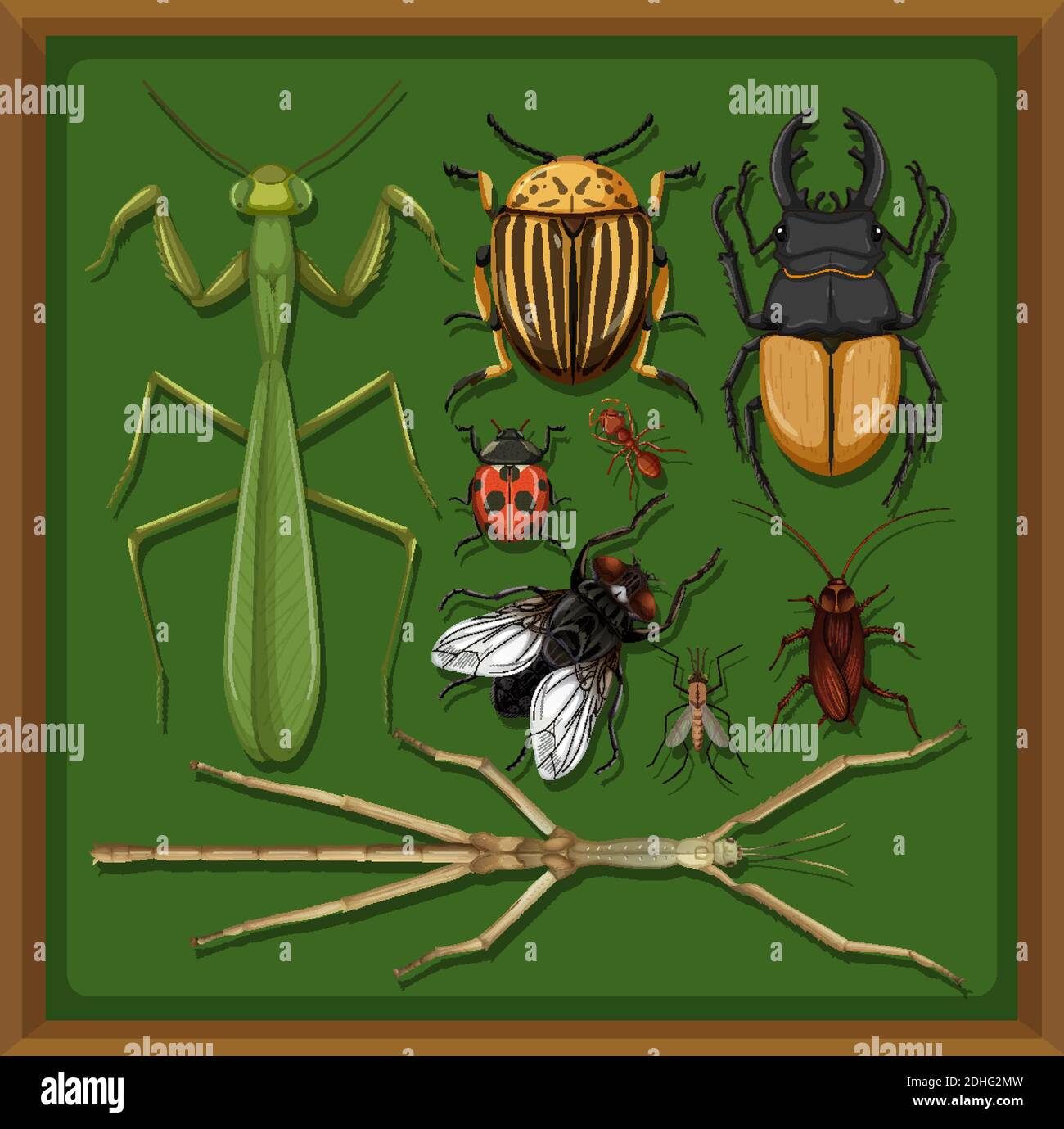 Ensemble de différents insectes dans l'illustration d'arrière-plan de cadre en bois Illustration de Vecteur