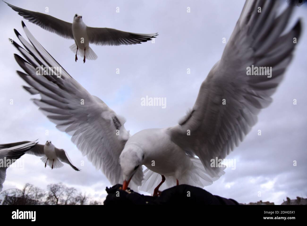 Un homme nourrit les mouettes dans le jardin public des Tuileries situé entre le Musée du Louvre et la place de la Concorde à Paris, en France, le 26 décembre 2017. Les mouettes sont des mangeoires généralistes, ce qui signifie qu'elles mangent à peu près n'importe quoi, palourdes, moules et poissons, bien sûr, mais aussi des ordures, des fast food, de petits rongeurs, des œufs, des insectes, des graines, des fruits et tout ce qu'elles trouvent dans la rue. Les grands bâtiments des villes offrent des aires de nidification idéales pour les mouettes, élevées et éloignées des prédateurs, pas si différentes peut-être des falaises côtières où elles ont évolué pour la première fois. Photo d'Alain Apaydin/ABACAPRESS.COM Banque D'Images