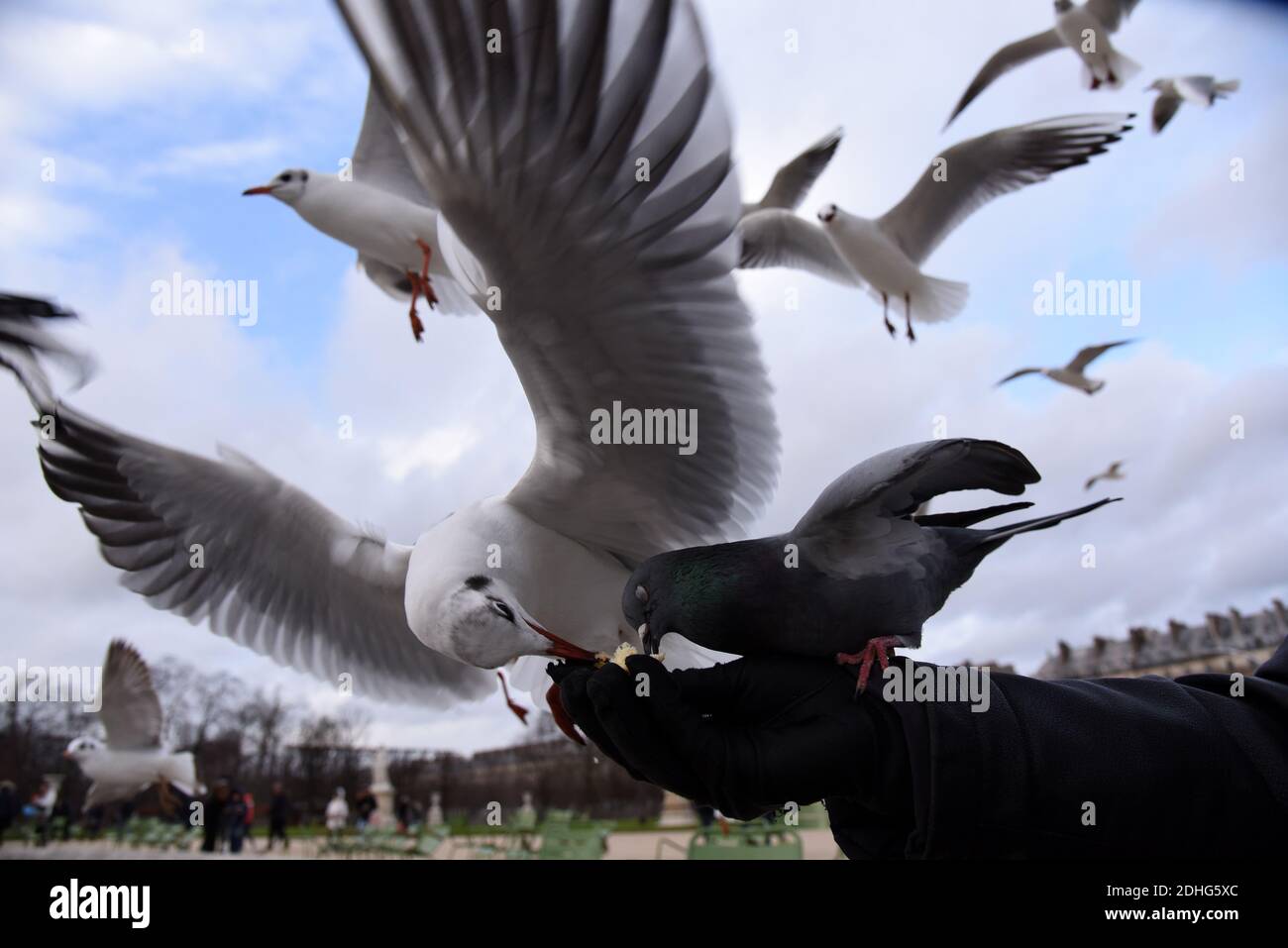 Un homme nourrit les mouettes dans le jardin public des Tuileries situé entre le Musée du Louvre et la place de la Concorde à Paris, en France, le 26 décembre 2017. Les mouettes sont des mangeoires généralistes, ce qui signifie qu'elles mangent à peu près n'importe quoi, palourdes, moules et poissons, bien sûr, mais aussi des ordures, des fast food, de petits rongeurs, des œufs, des insectes, des graines, des fruits et tout ce qu'elles trouvent dans la rue. Les grands bâtiments des villes offrent des aires de nidification idéales pour les mouettes, élevées et éloignées des prédateurs, pas si différentes peut-être des falaises côtières où elles ont évolué pour la première fois. Photo d'Alain Apaydin/ABACAPRESS.COM Banque D'Images