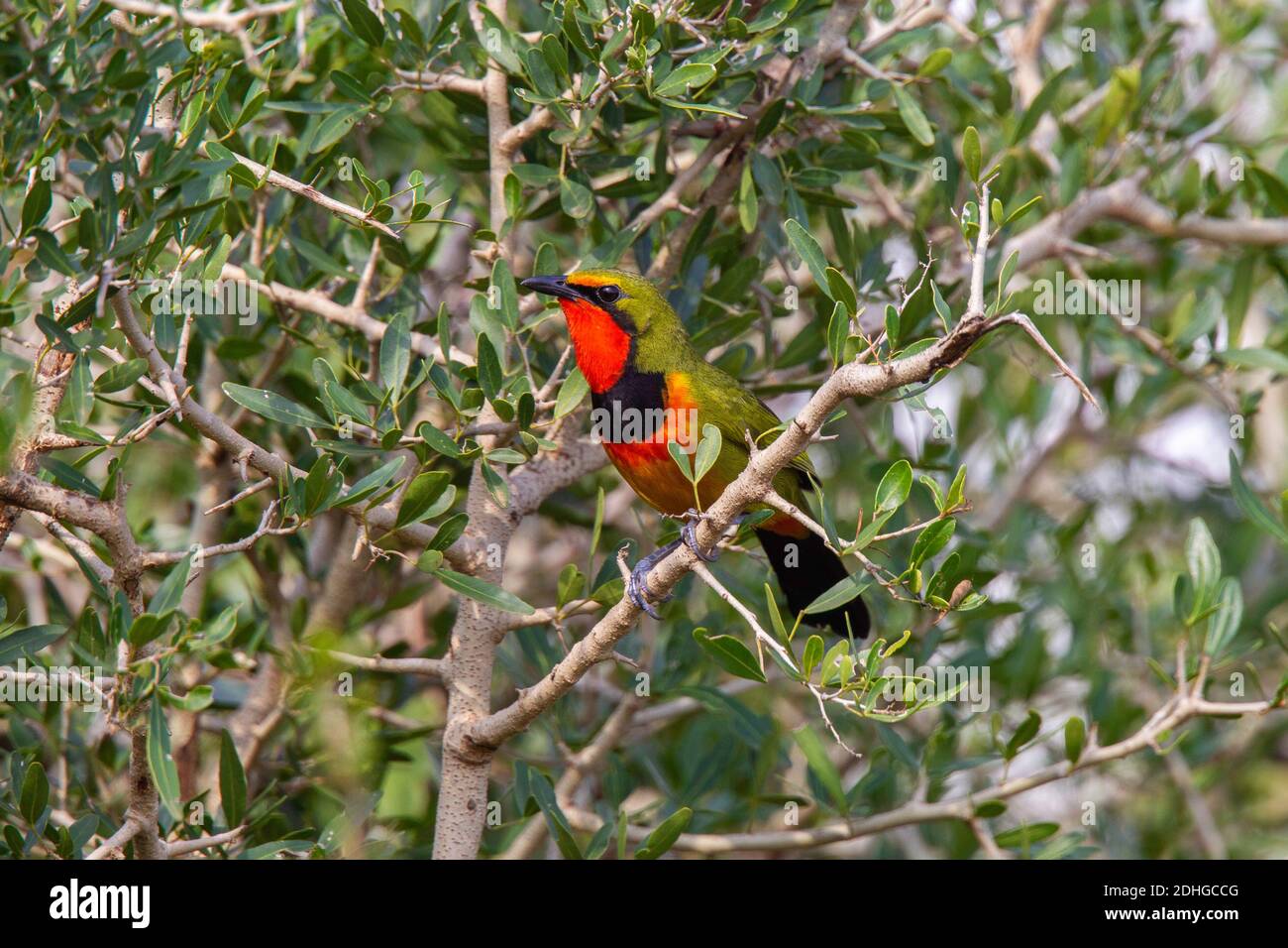 Réserve de gibier à quatre couleurs de Bushshchake Telophorus viridis Mkuze, Kwzulu-Natal, Afrique du Sud 25 août 2018 Homme adulte Malaconotidae Banque D'Images