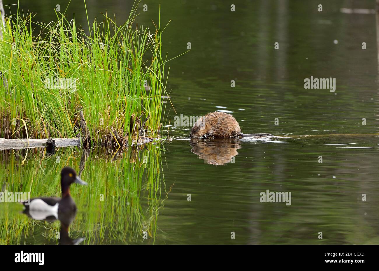Un canard sauvage nageant par un rat musqué 'Ondatra zibethicus', grimpant sur une bûche submergée dans l'étang du castor à Hinton Alberta Canada Banque D'Images