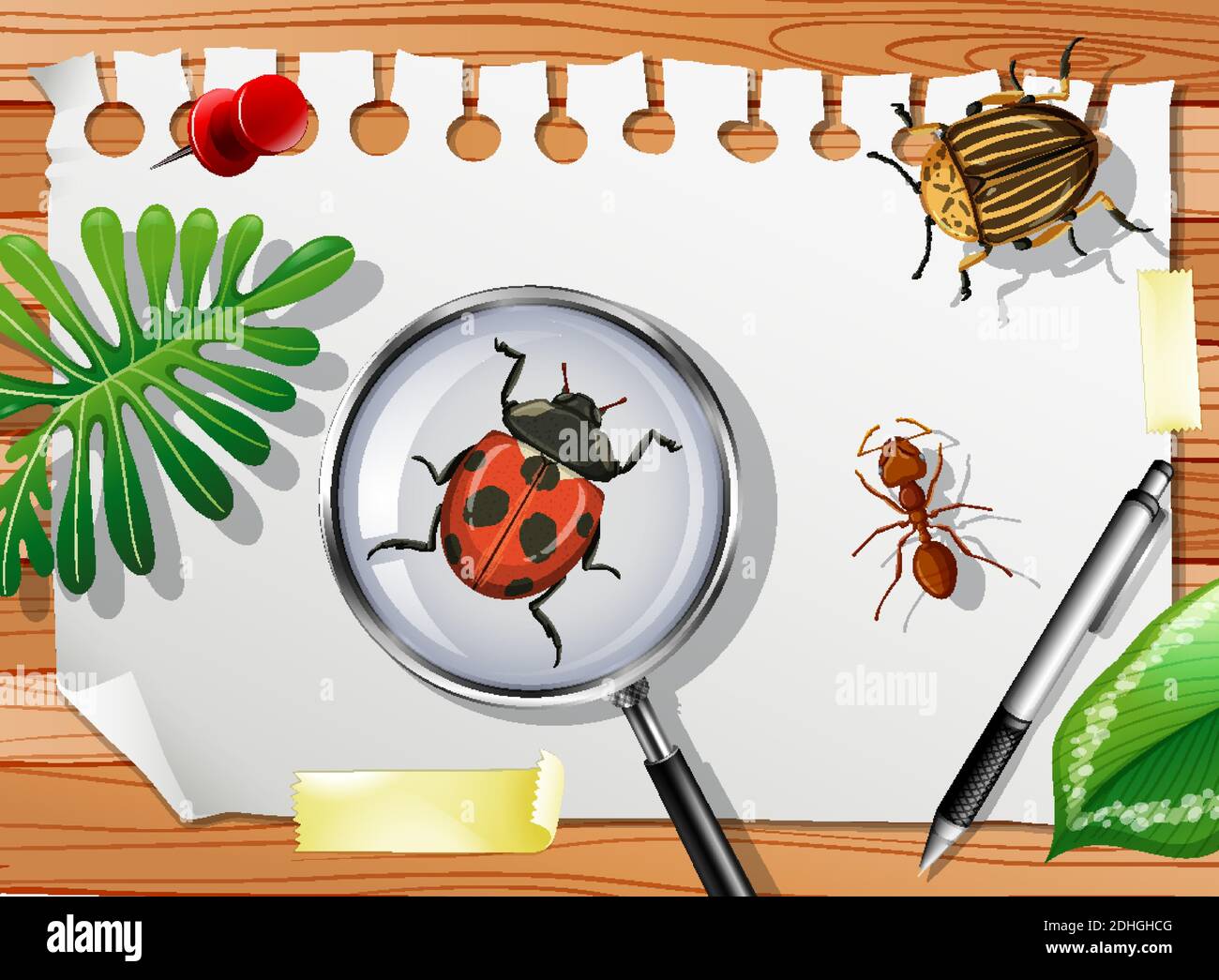 Insectes sur la plante Banque d'images vectorielles - Page 3 - Alamy