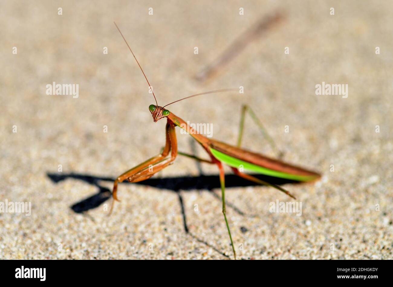 Bartlett, Illinois, États-Unis. Une mante chinoise (Tenodera sinensis) est une espèce de mante originaire d'Asie qui a été accidentellement introduite aux États-Unis. Banque D'Images