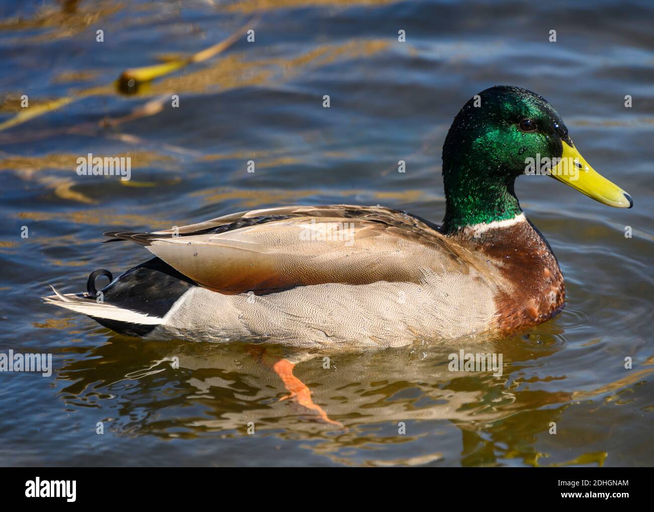 canard collard nageant en hiver. L'eau est bleue et riplent dans le lac. Patte orange visible sous l'eau. Tête verte Banque D'Images