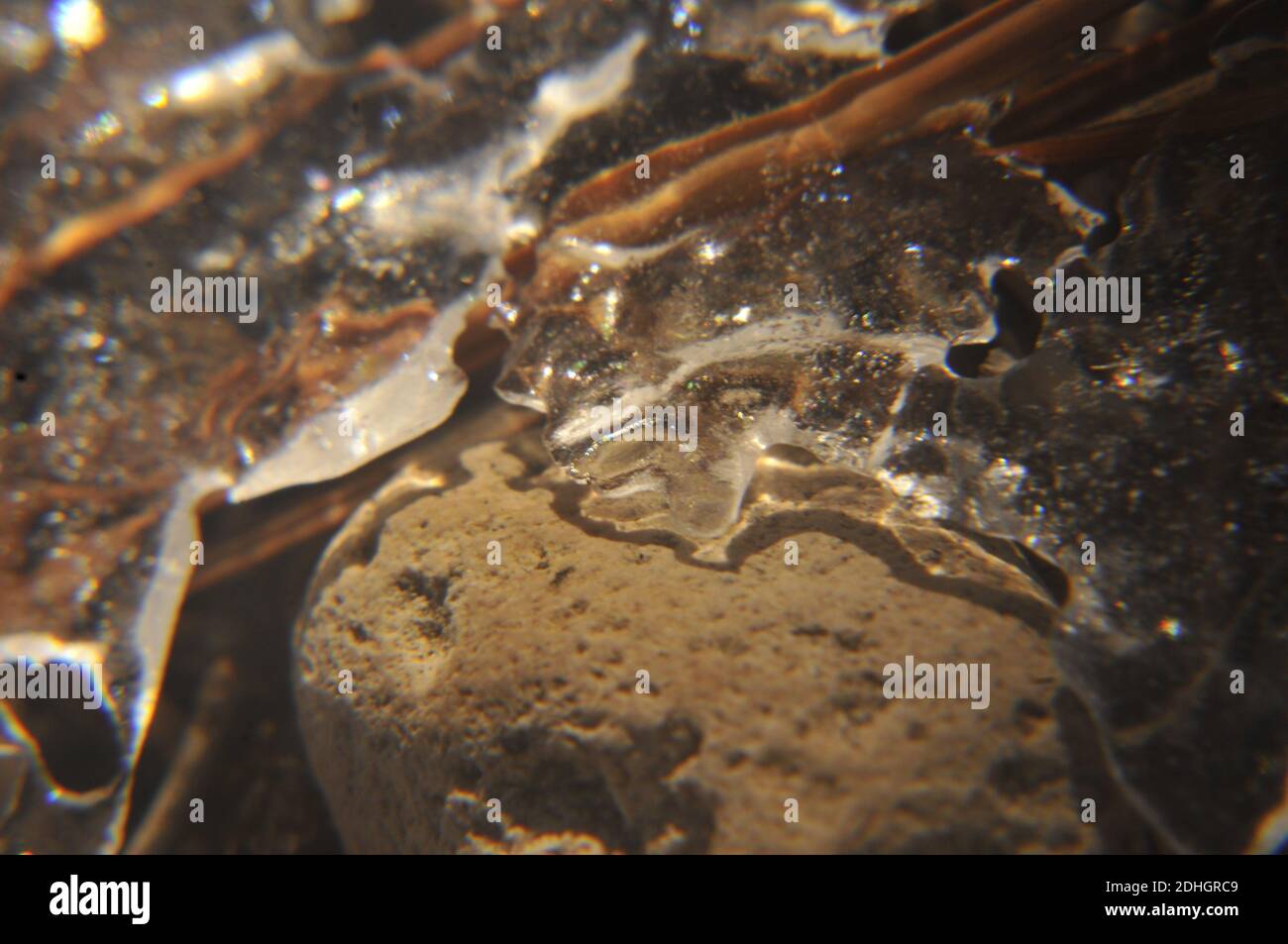 Il s'agissait d'une photo macro montrant une petite roche à côté des aiguilles de pin de séchage enfermées dans la glace. Banque D'Images