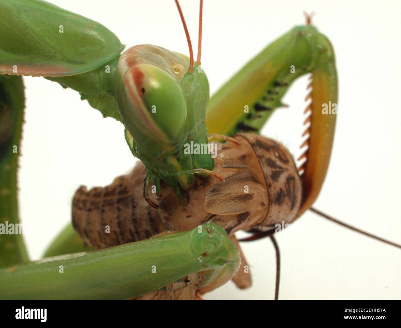 Gros plan d'une mante de prière européenne (Mantis religiosa) Manger un cricket maison (Aketa domesticus) qu'il a capturé Banque D'Images