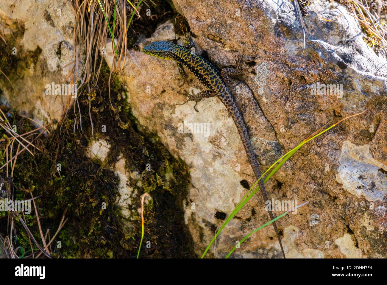 Green Lizard est assis sur une pierre sous le soleil. Le lézard vert européen Lacerta viridis. Lézard de fond sur la pierre de près. Image détaillée de l'arrière-plan Banque D'Images